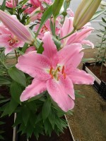 [4294 Apogee VH No02.JPG]